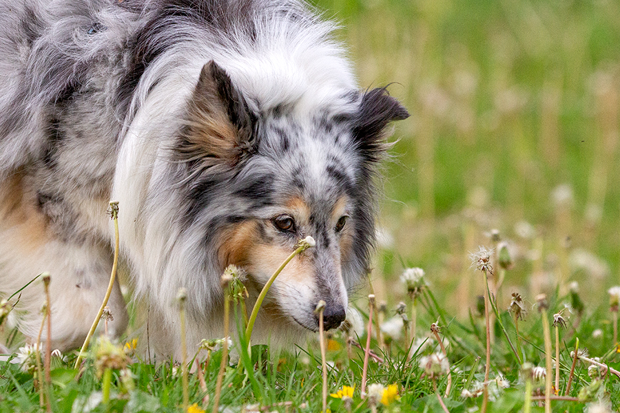 Kleiner Hund bei der Sucharbeit