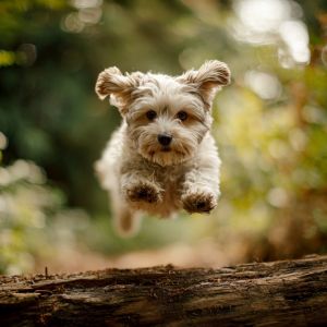 hundefreunde