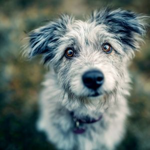 hundefreunde