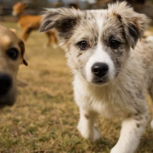 hundefreunde