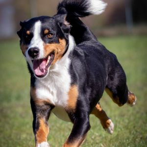 img812 dxo dng dxo prime b