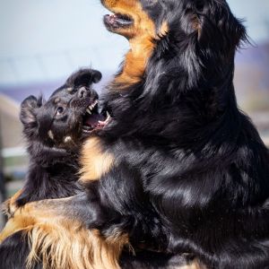 img909 dxo dng dxo prime b