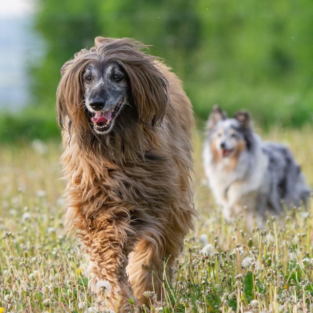 imgdxo dng dxo deepprime